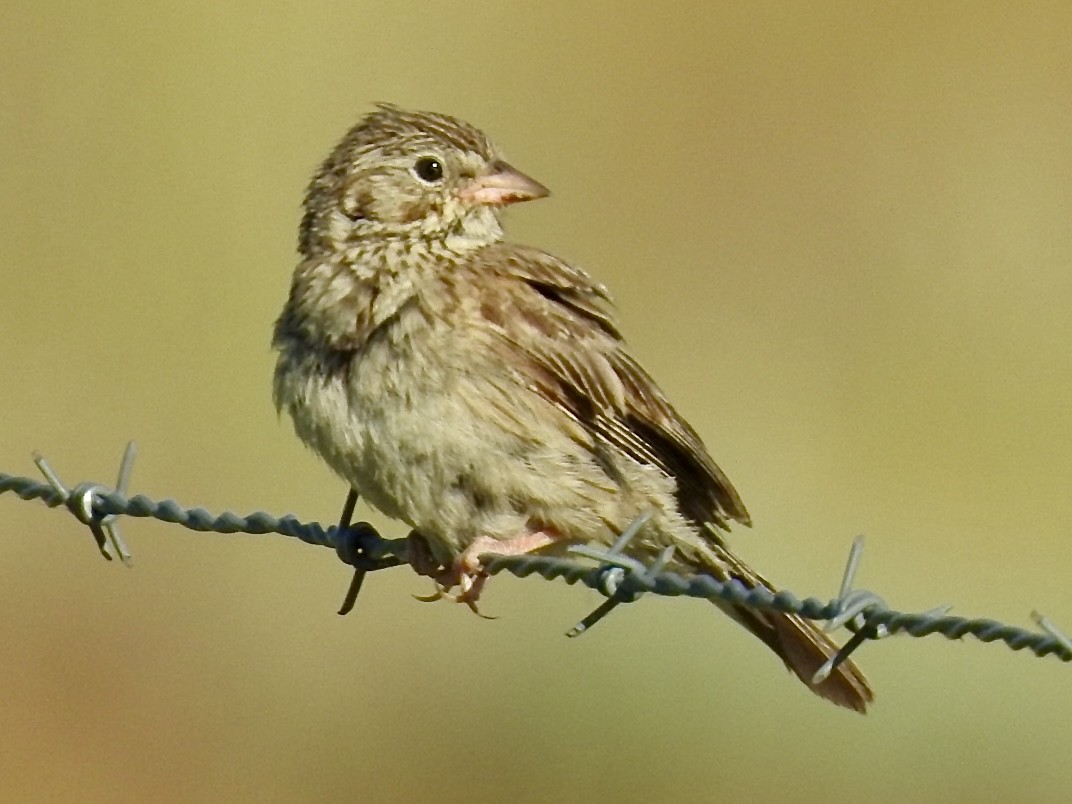 Vesper Sparrow - ML623827580