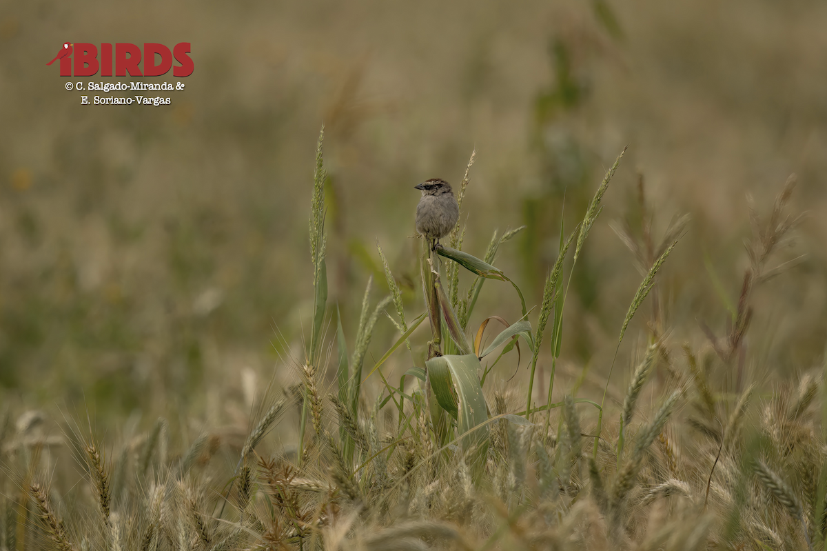 Striped Sparrow - ML623827627