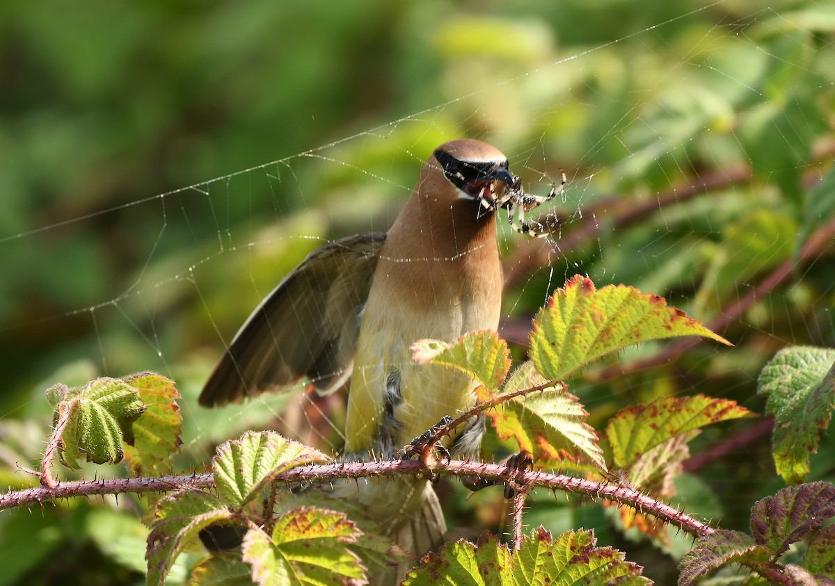 Cedar Waxwing - ML623827651