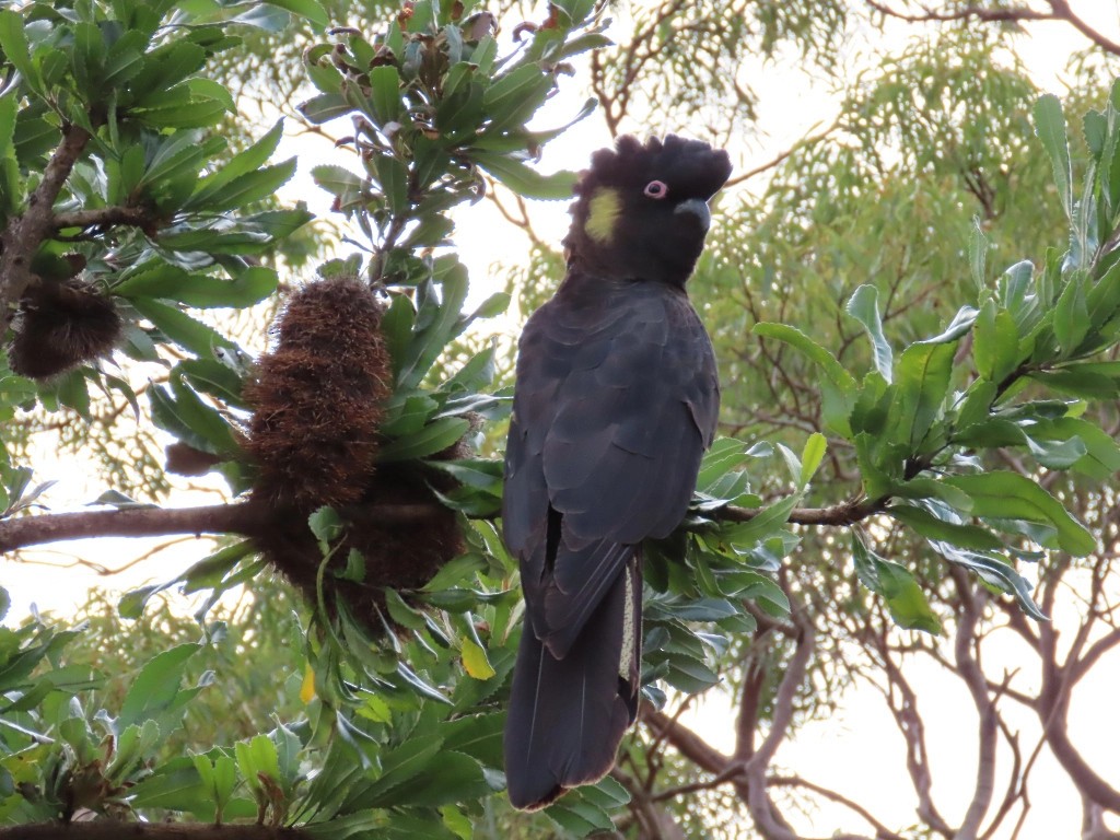 Yellow-tailed Black-Cockatoo - ML623827657