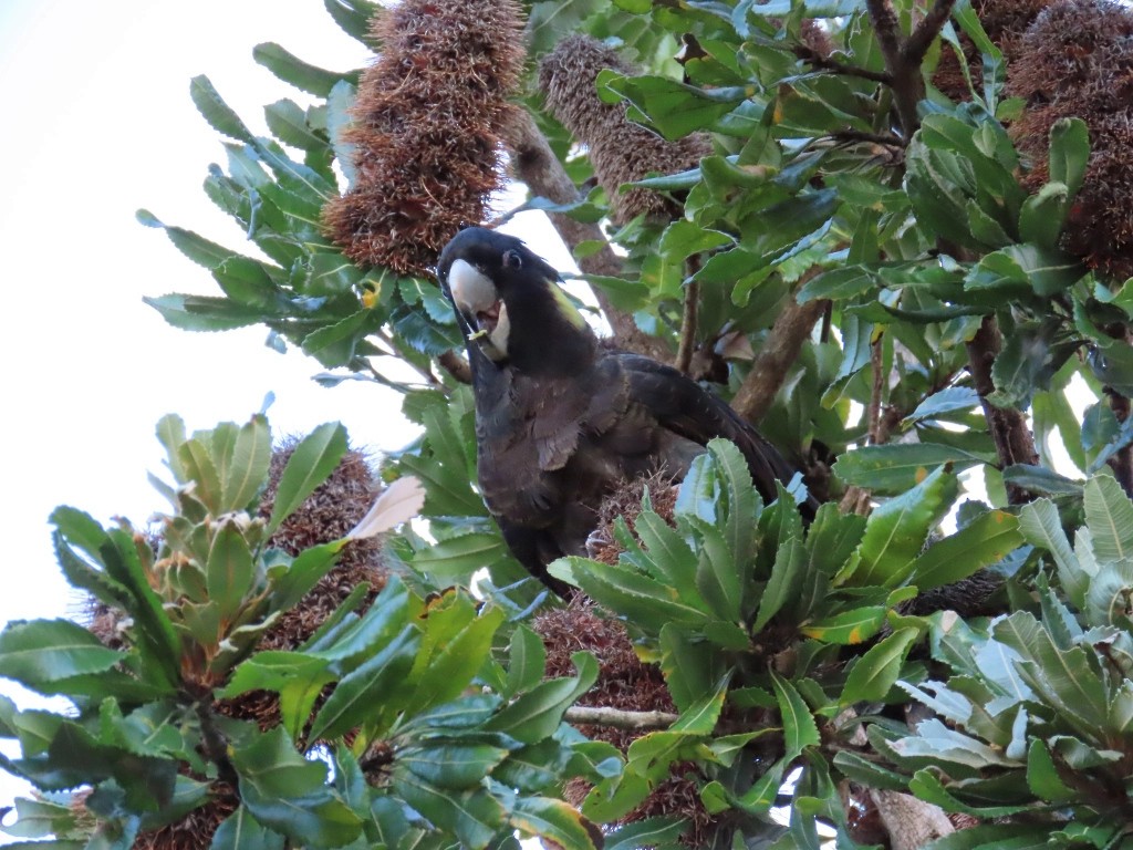 Yellow-tailed Black-Cockatoo - ML623827658