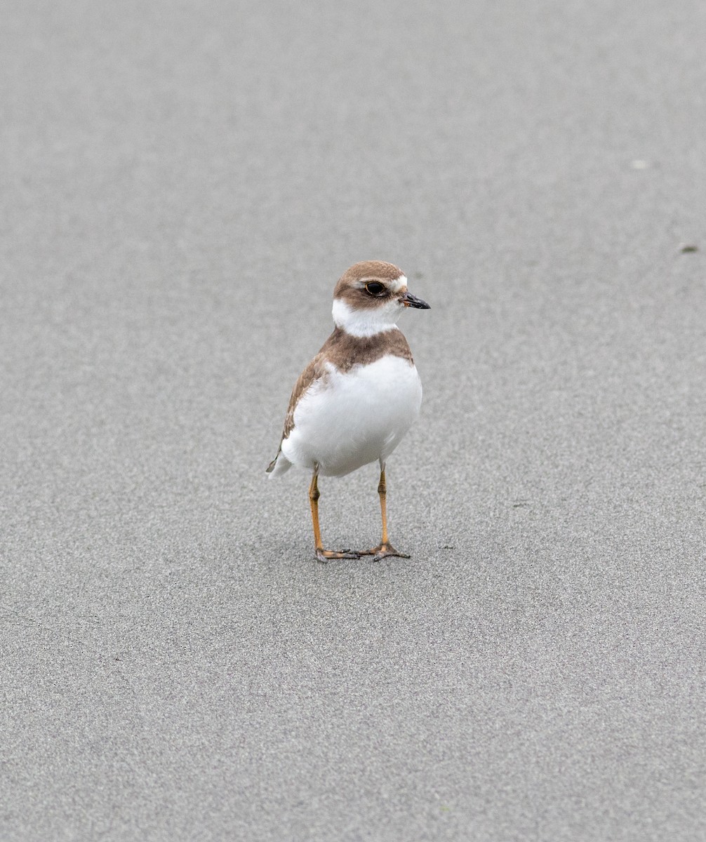 Semipalmated Plover - ML623827659