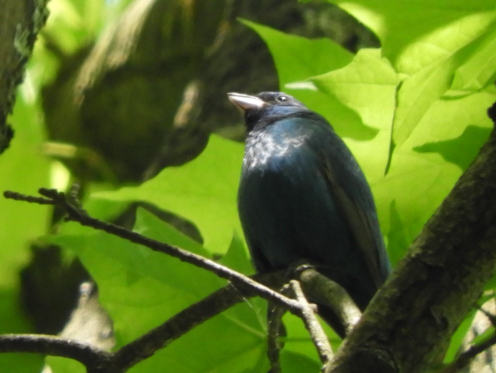 Indigo Bunting - ML623827661
