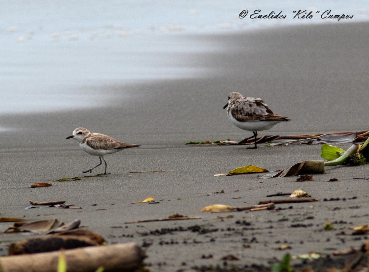 Snowy Plover - ML623827663