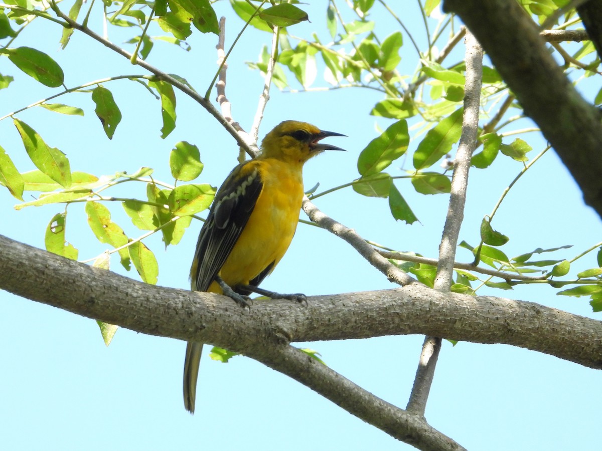 Streak-backed Oriole - ML623827671