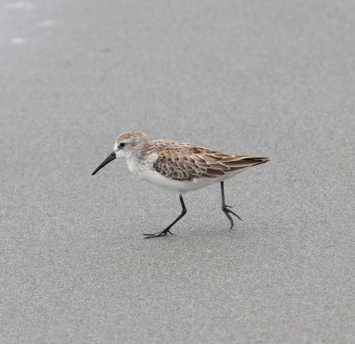 Western Sandpiper - ML623827680