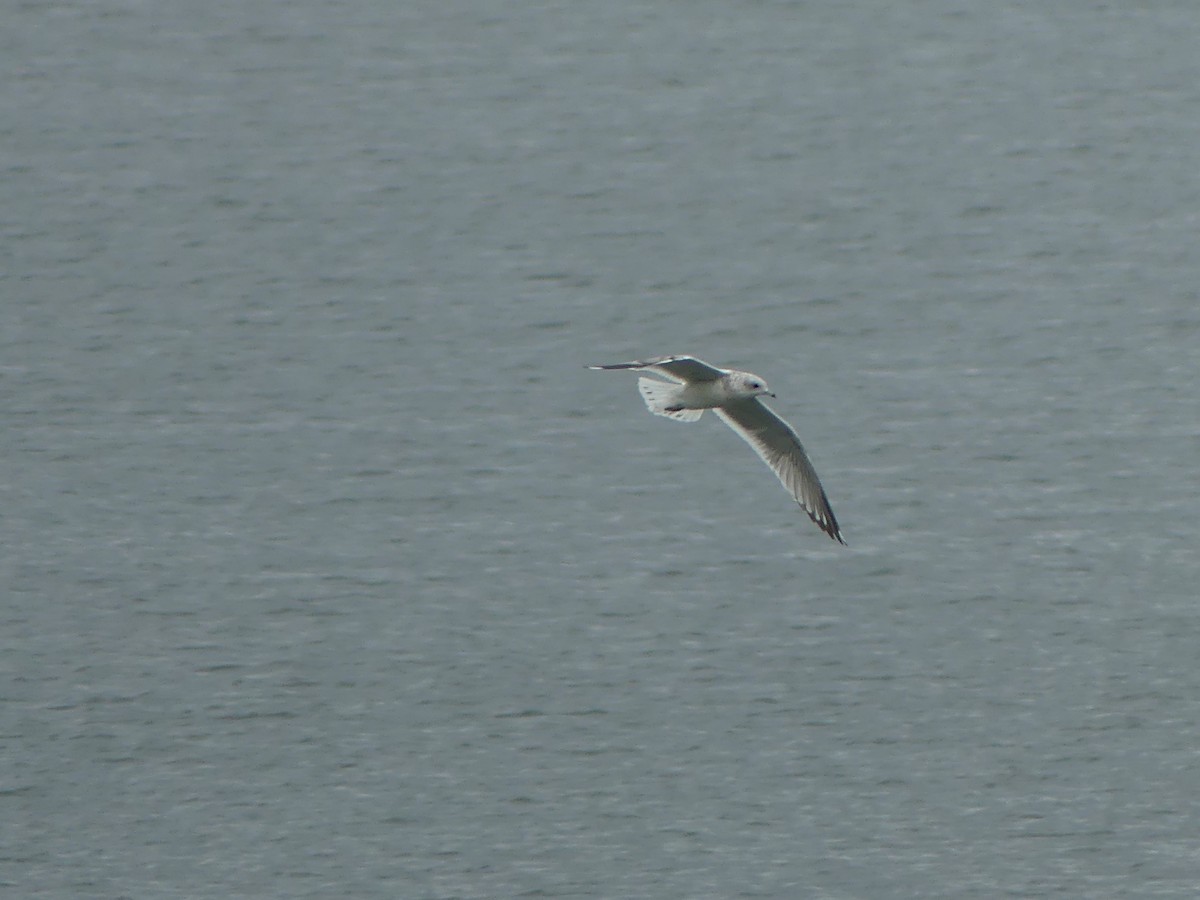 Short-billed Gull - ML623827698