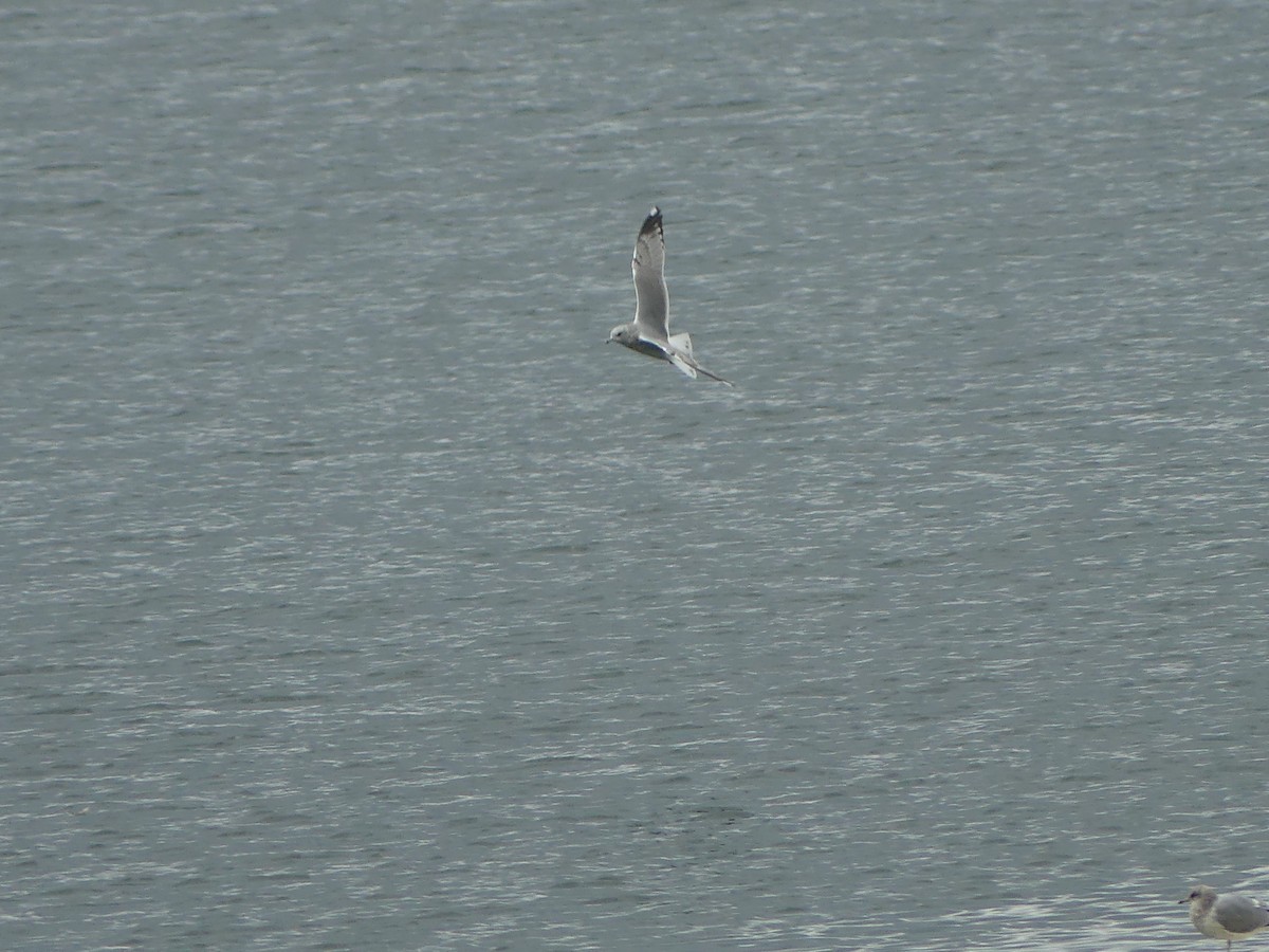 Short-billed Gull - ML623827699