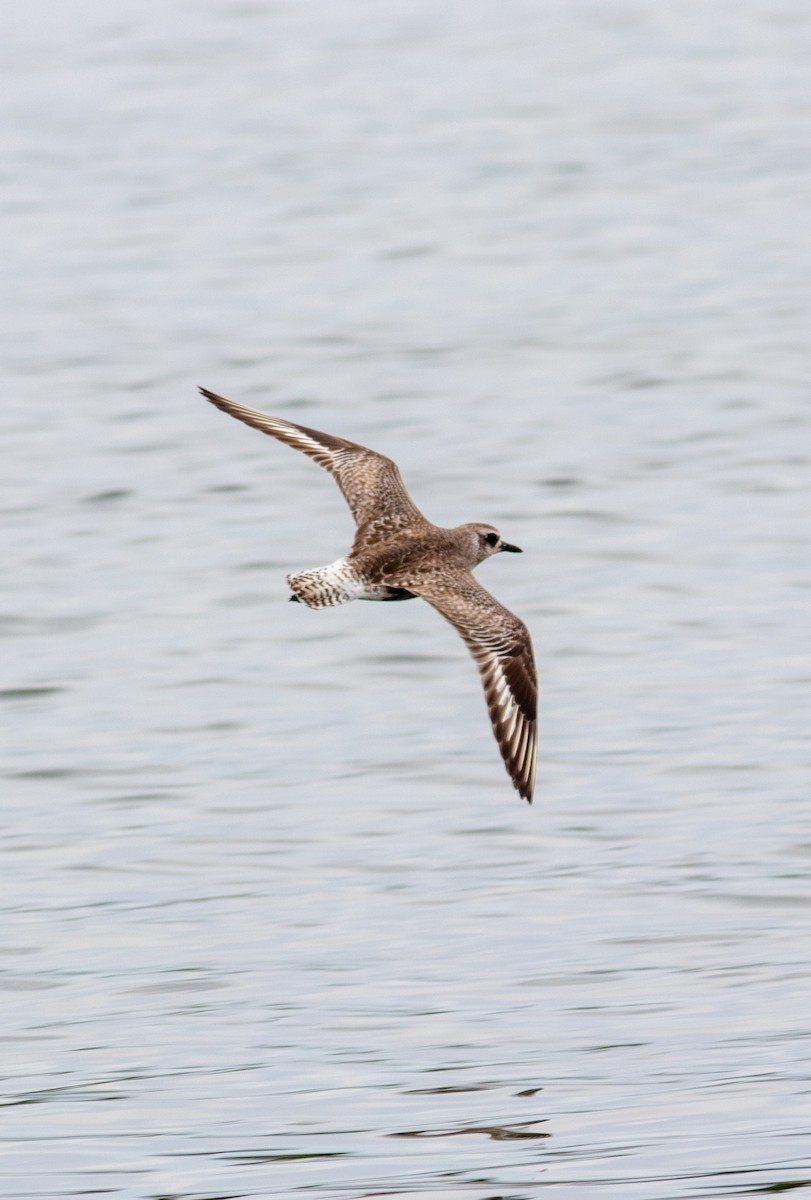 Black-bellied Plover - ML623827704