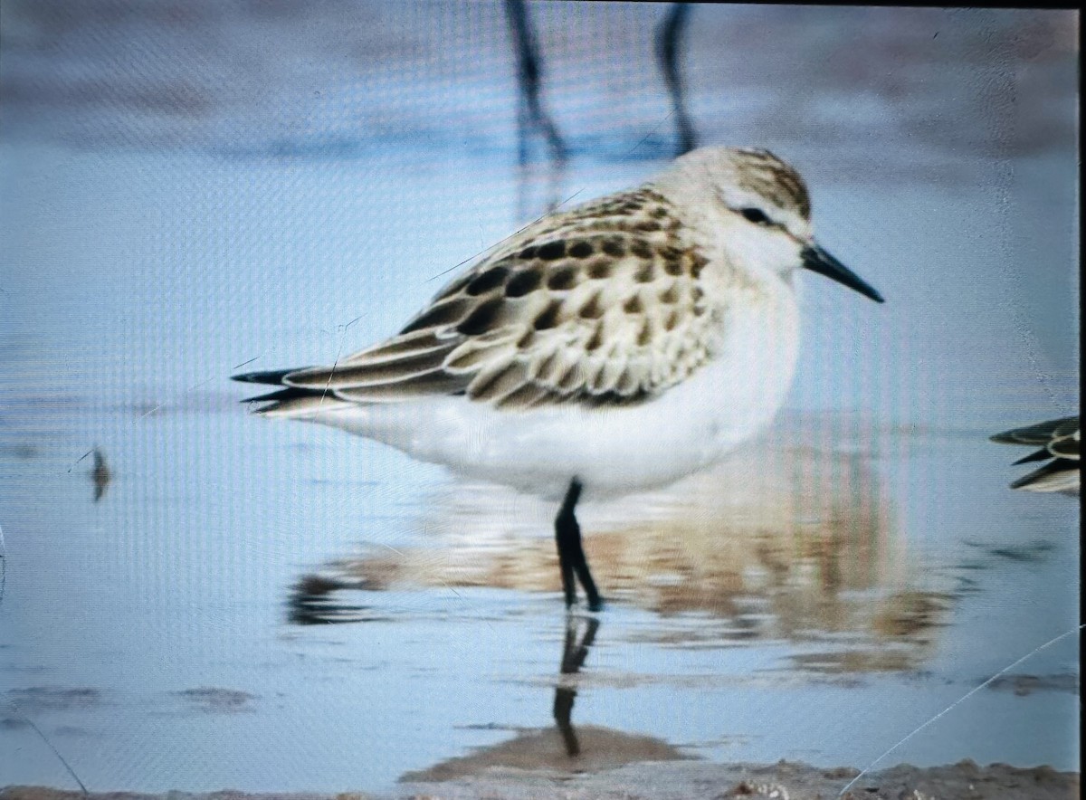 Semipalmated Sandpiper - ML623827705