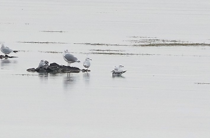 Black Tern - ML623827713