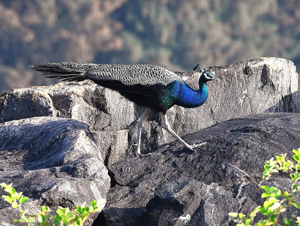 Indian Peafowl - ML623827717