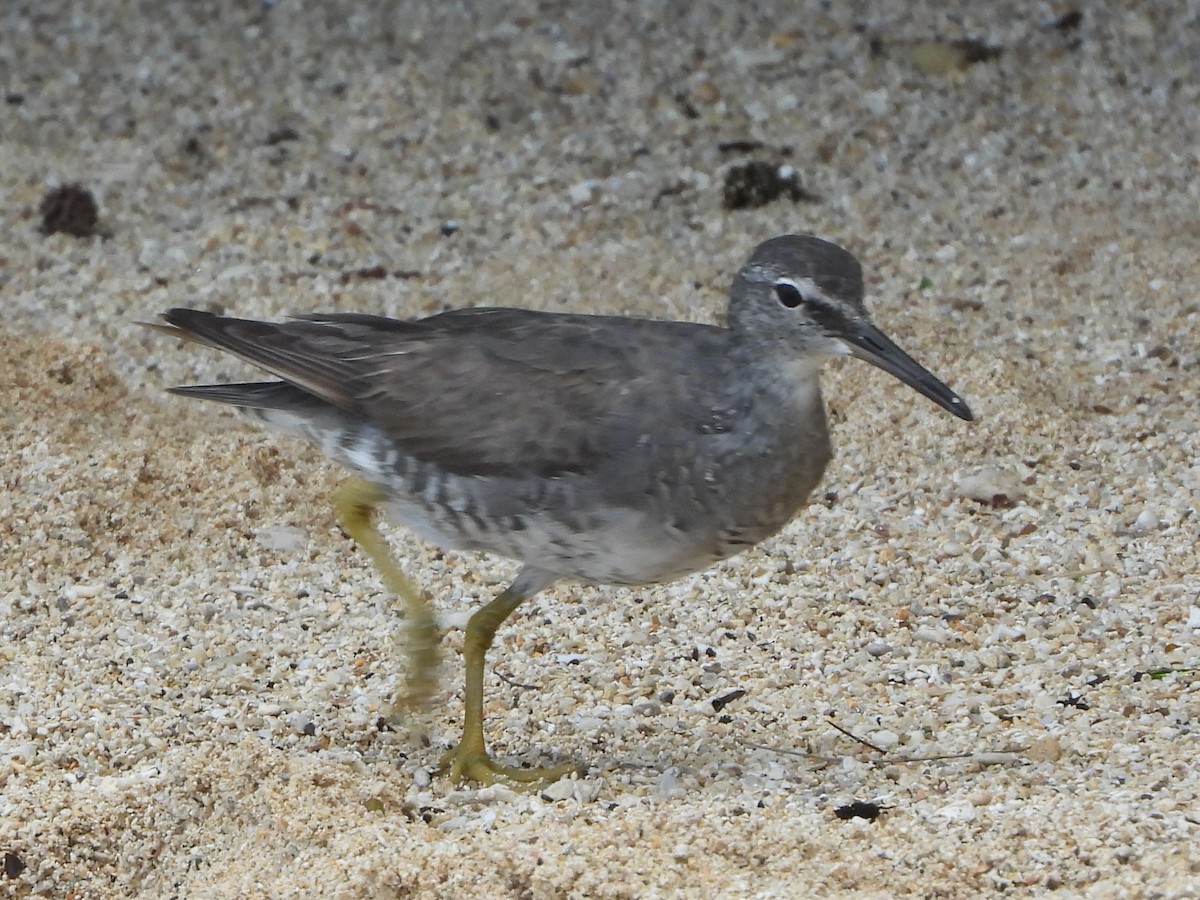 Wandering Tattler - ML623827719