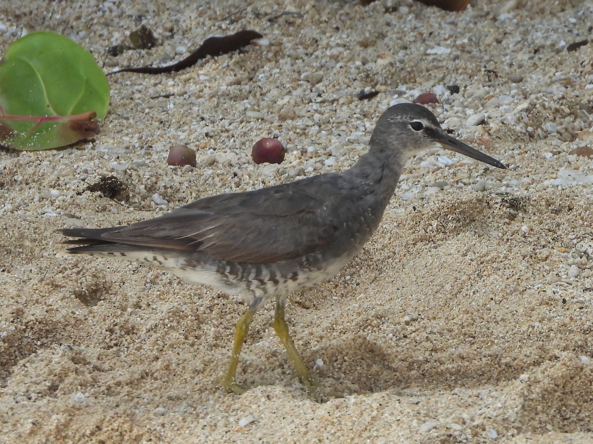 Wandering Tattler - ML623827720