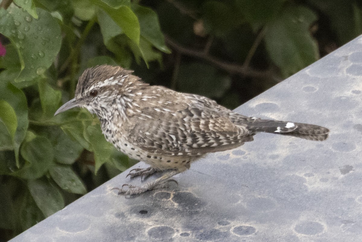 Cactus Wren - ML623827723