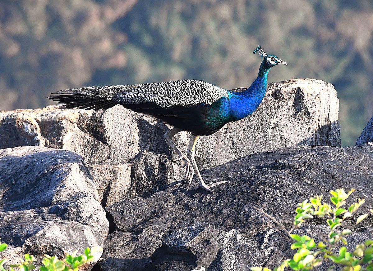 Indian Peafowl - ML623827724