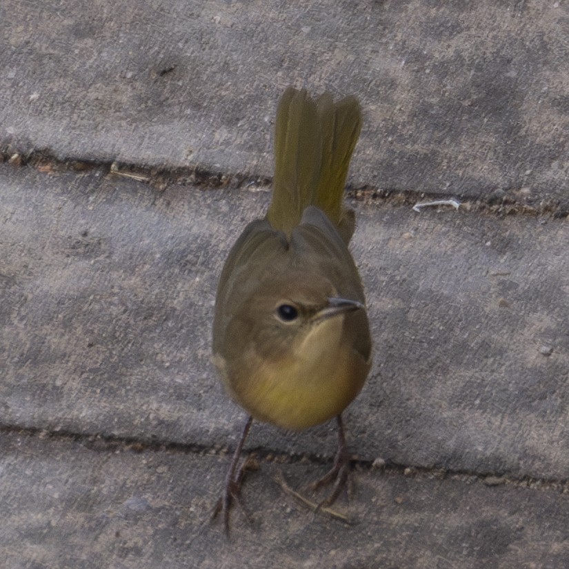 Common Yellowthroat - ML623827732