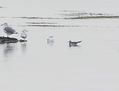 Black Tern - ML623827734