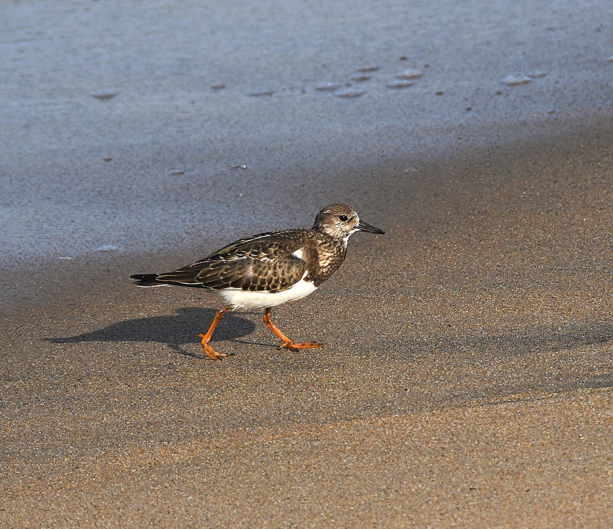 Ruddy Turnstone - mathew thekkethala