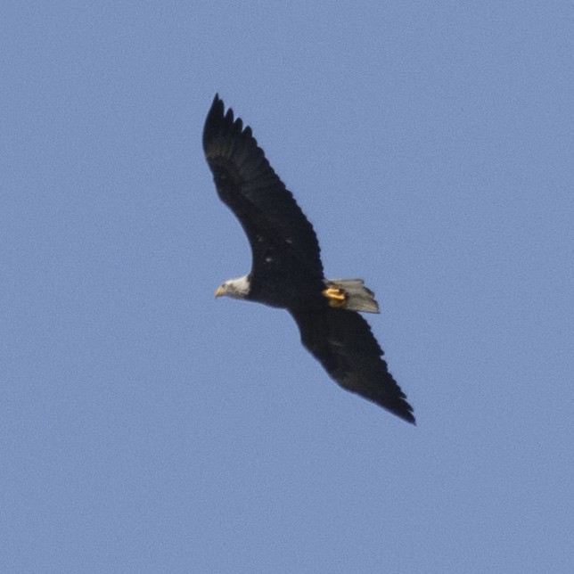Bald Eagle - ML623827743