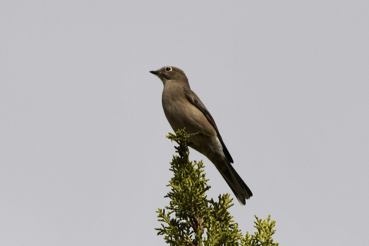 Townsend's Solitaire - ML623827751