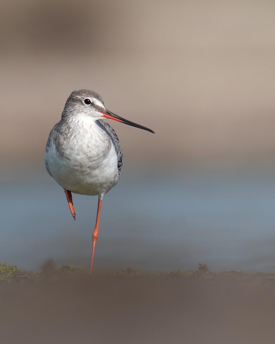 Spotted Redshank - ML623827758