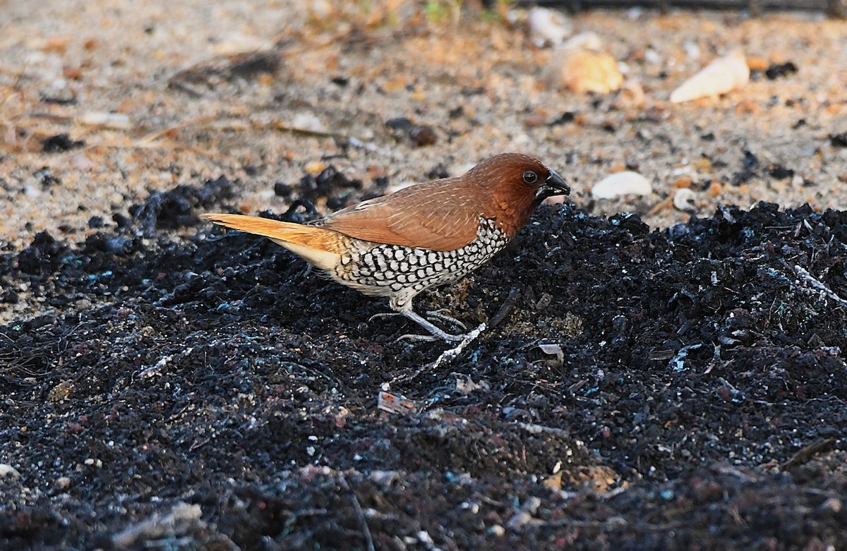 Scaly-breasted Munia - ML623827802