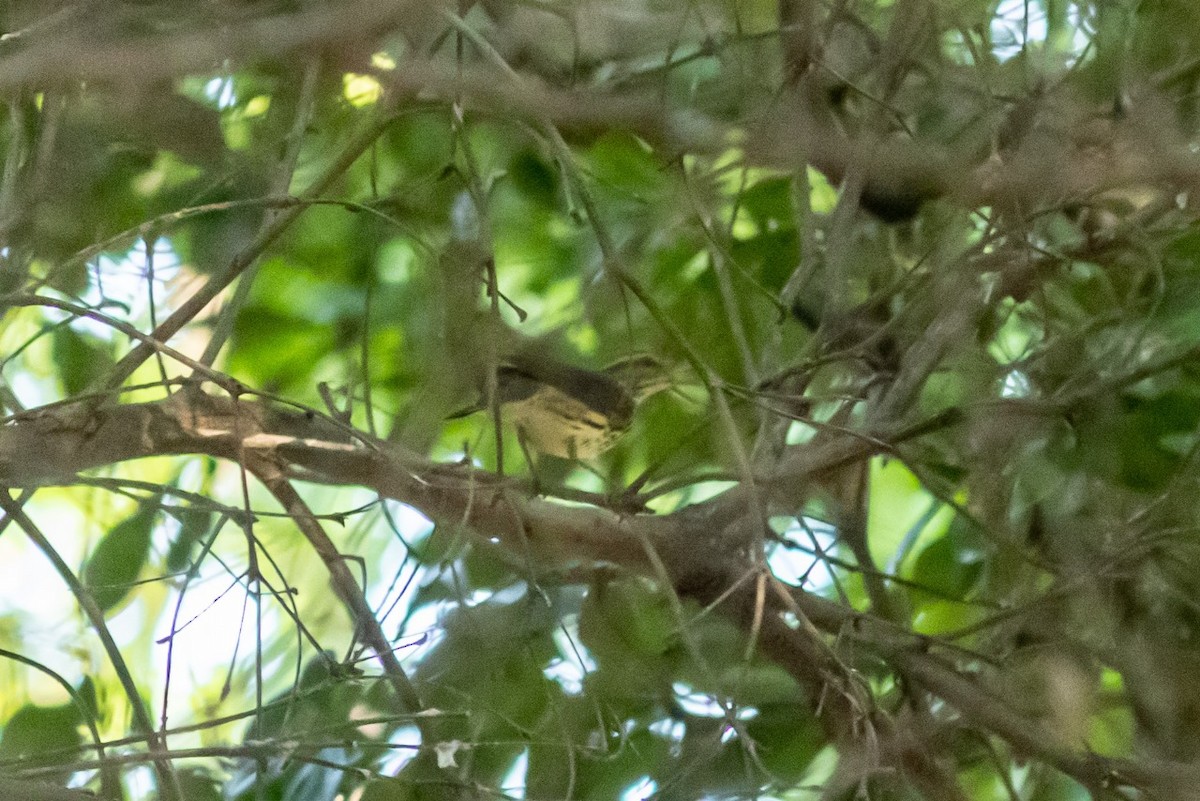 Northern Waterthrush - ML623827810