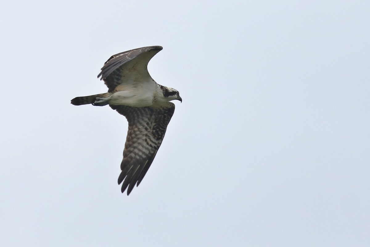 Águila Pescadora - ML623827818