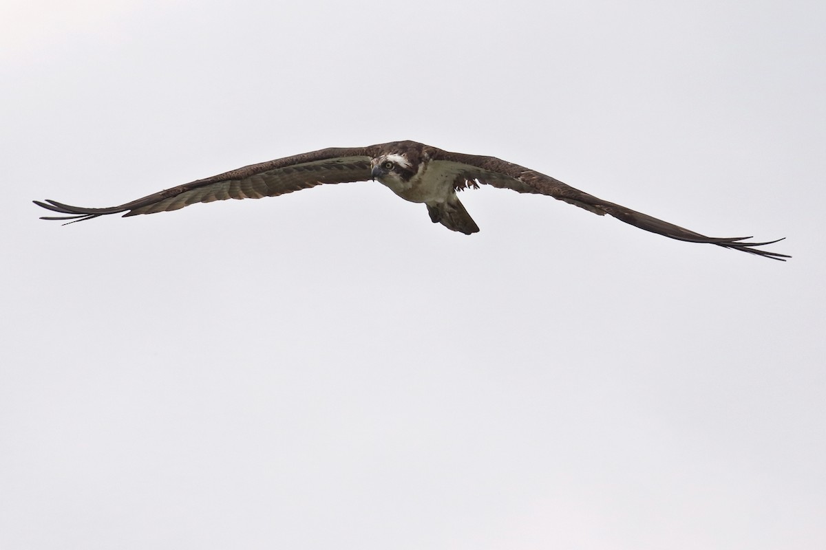 Águila Pescadora - ML623827819