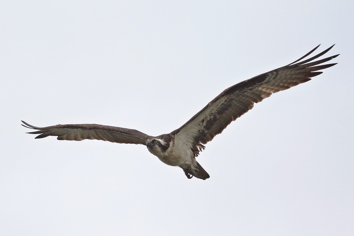 Águila Pescadora - ML623827820