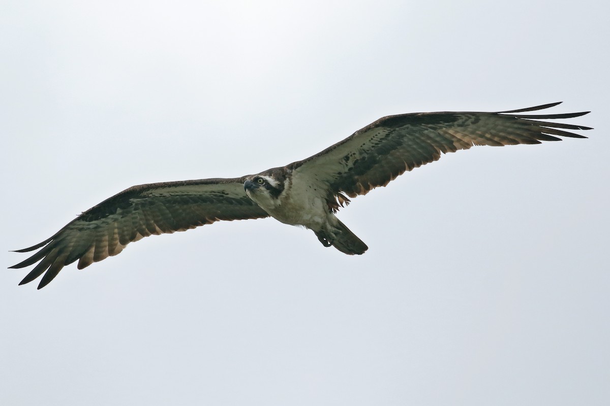 Águila Pescadora - ML623827821