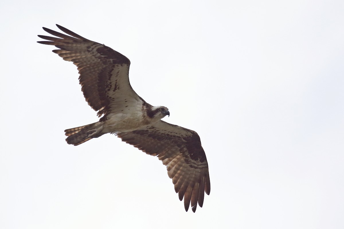 Águila Pescadora - ML623827822