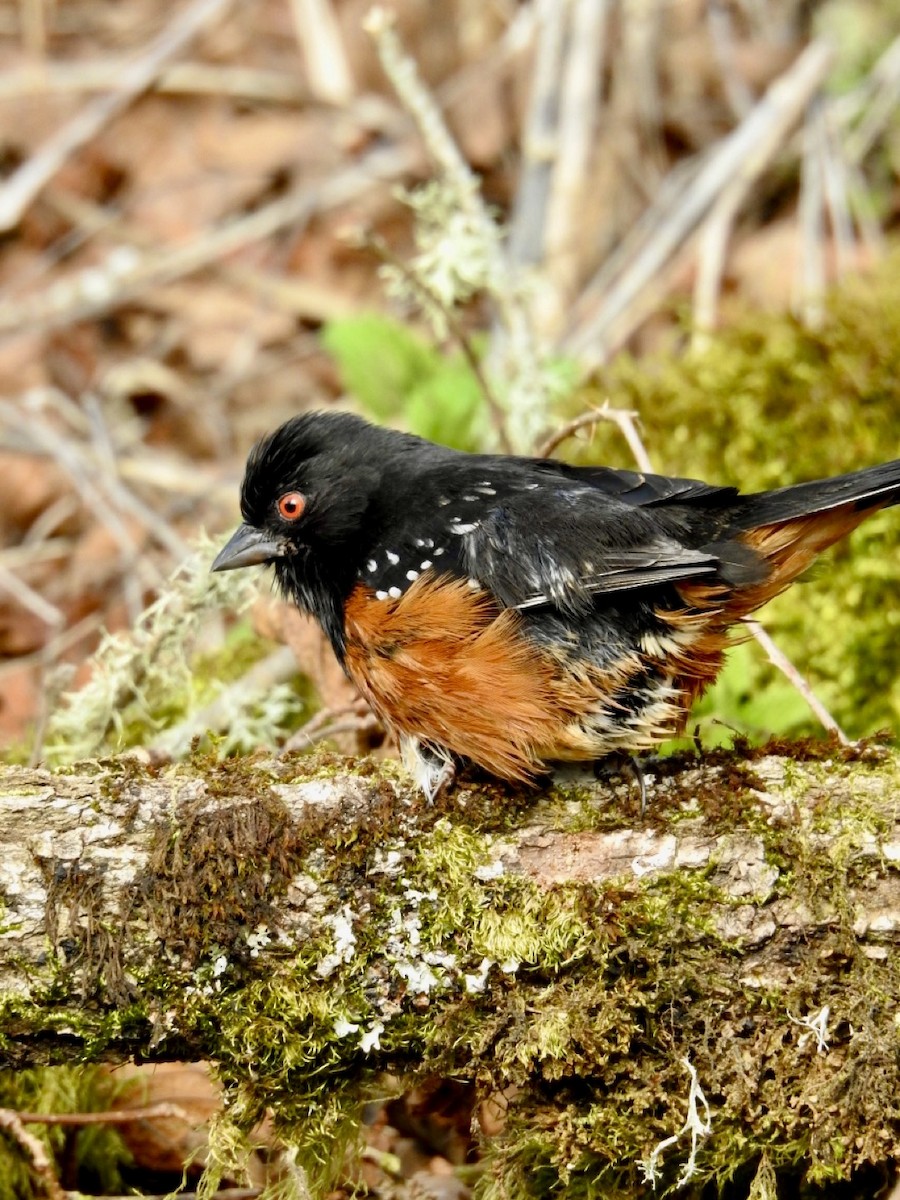 Spotted Towhee - ML623827824