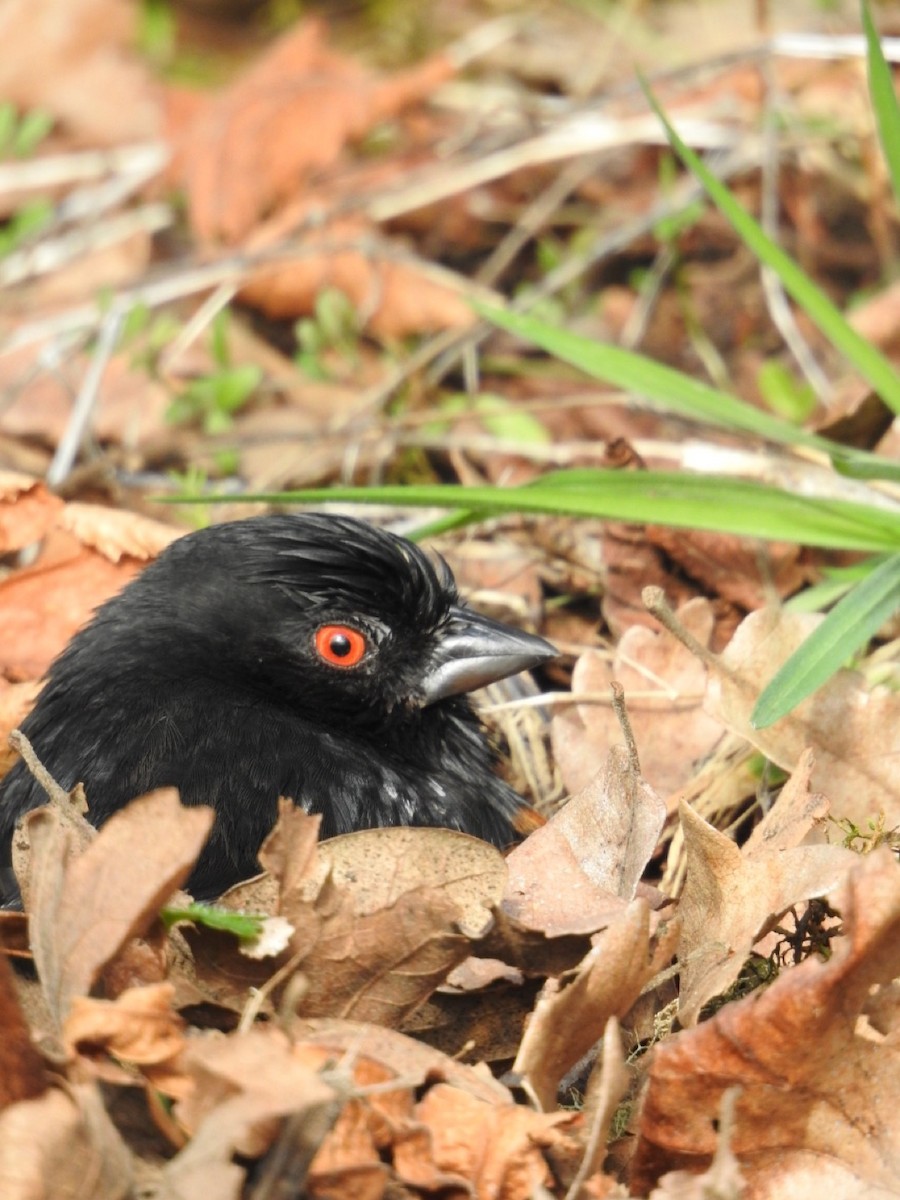 Spotted Towhee - ML623827825