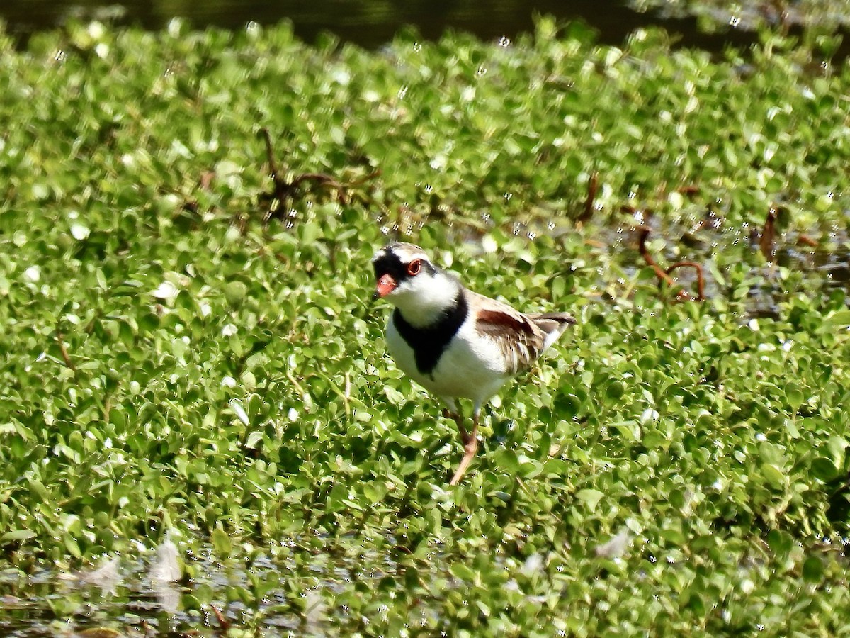 Black-fronted Dotterel - ML623827840