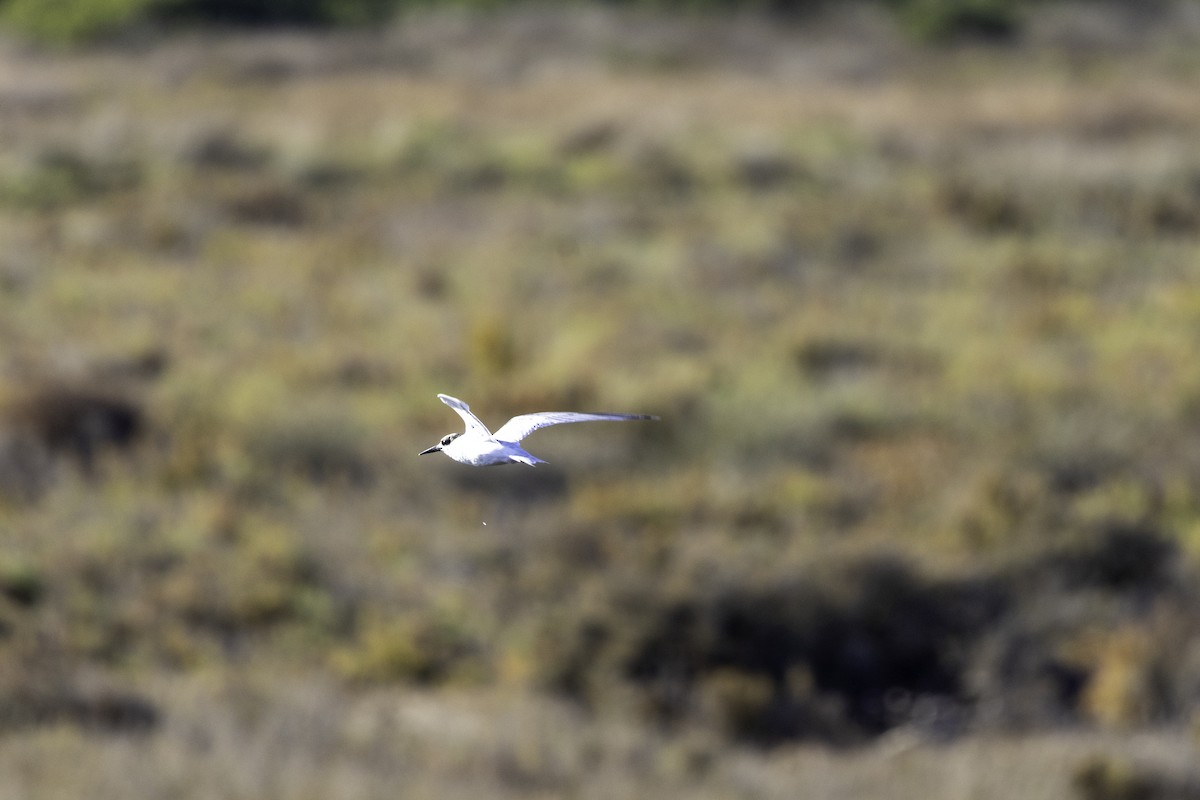 Little Tern - ML623827842