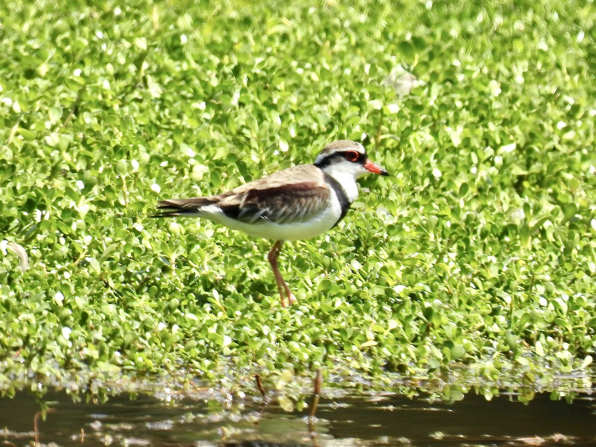 Black-fronted Dotterel - ML623827845