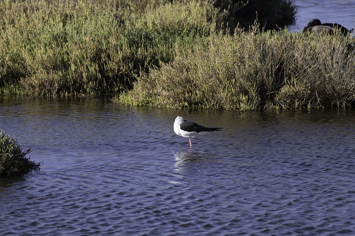 Black-winged Stilt - ML623827846