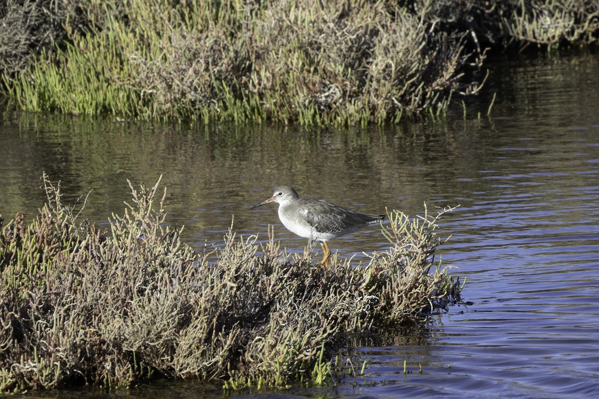 Spotted Redshank - ML623827847