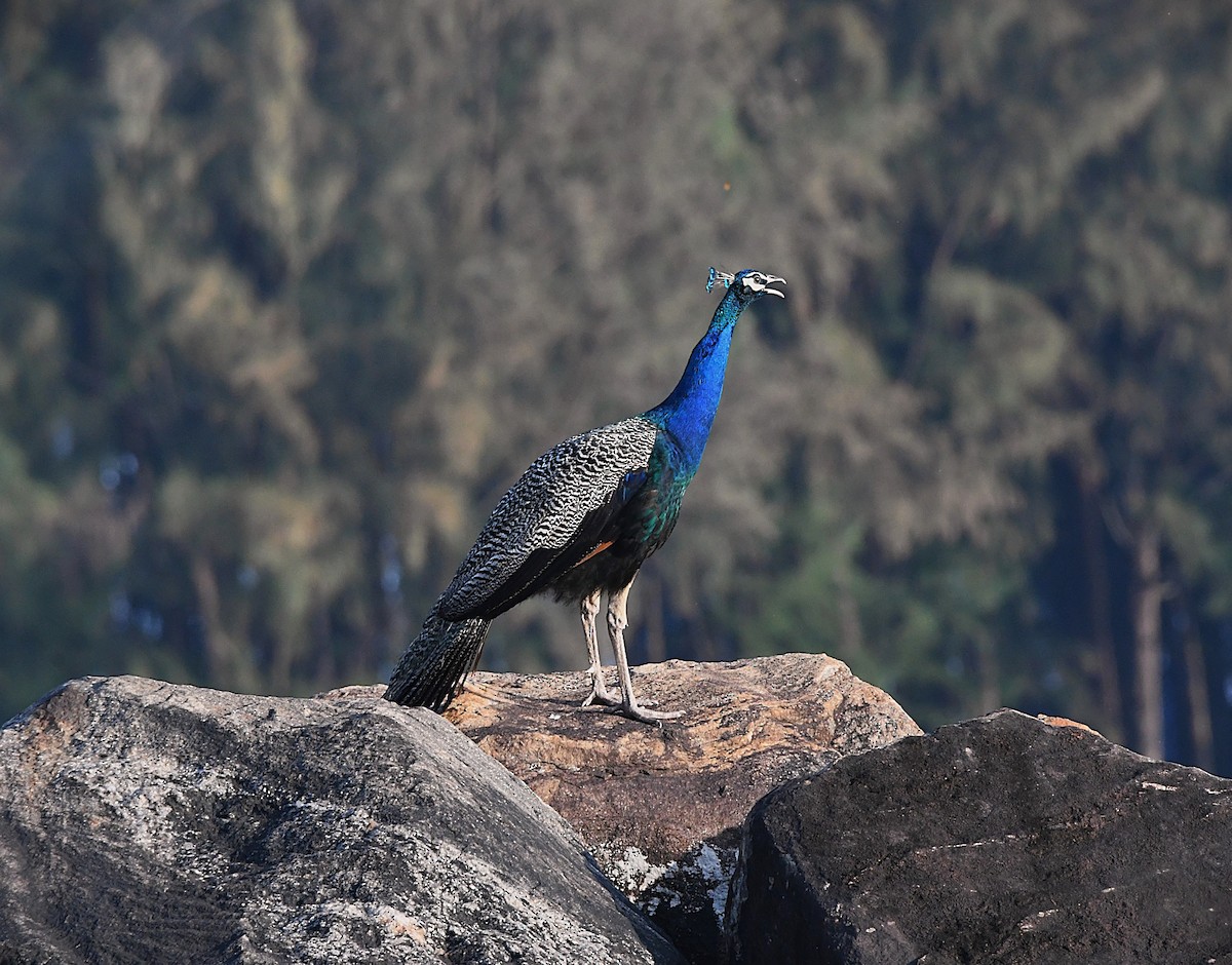 Indian Peafowl - ML623827893