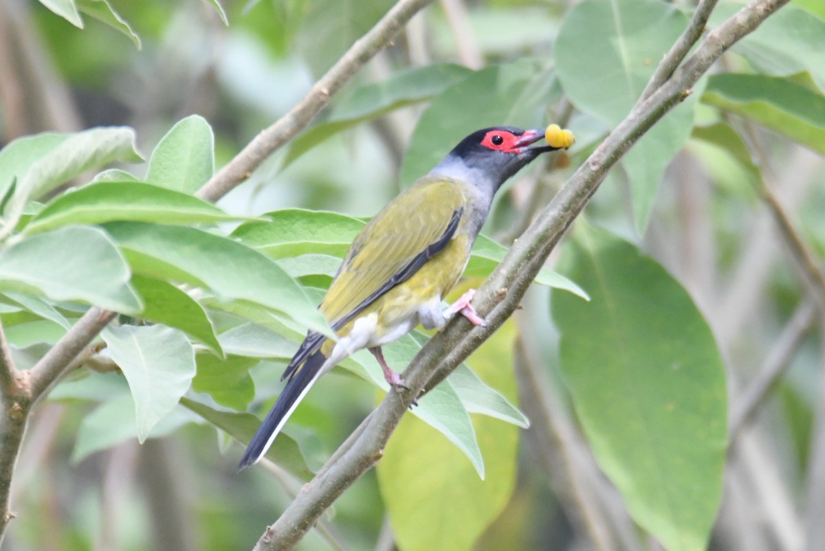 Australasian Figbird - ML623827925