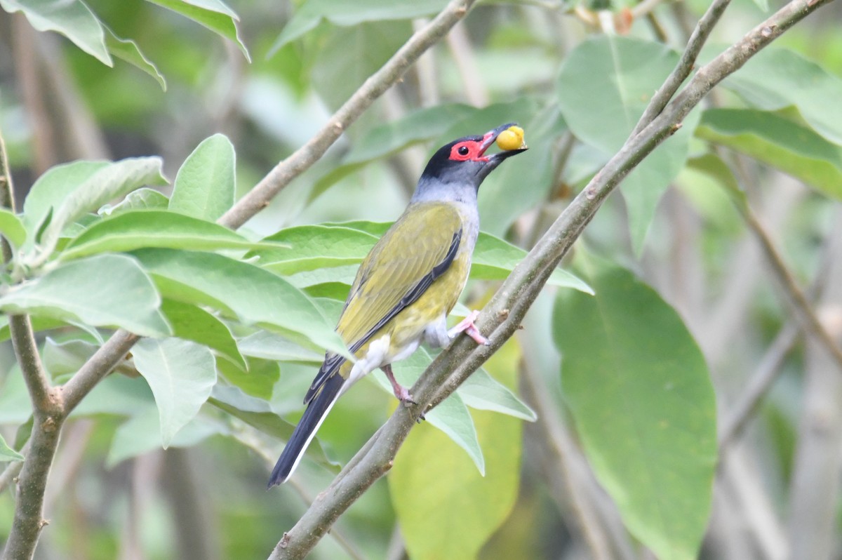 Australasian Figbird - ML623827926