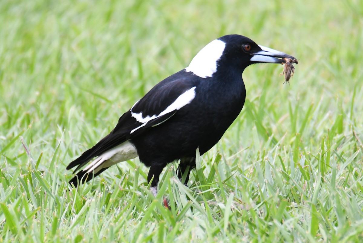 Australian Magpie - ML623827930