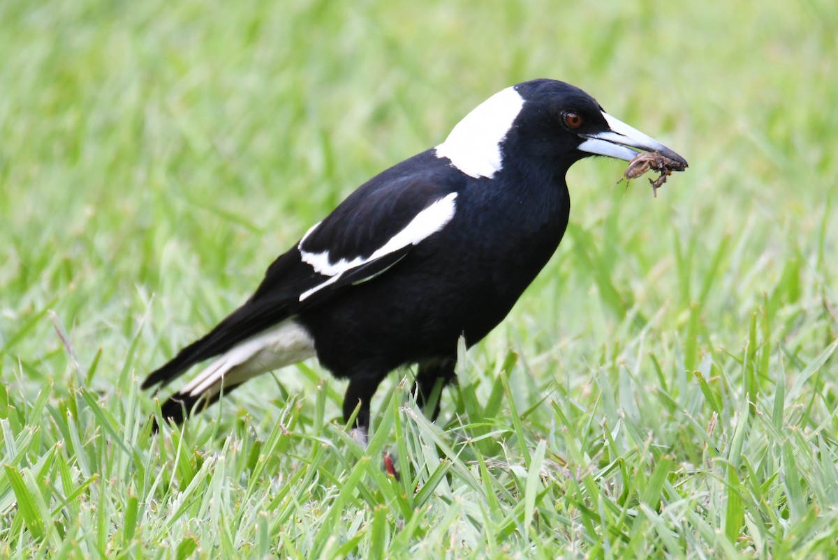 Australian Magpie - ML623827931