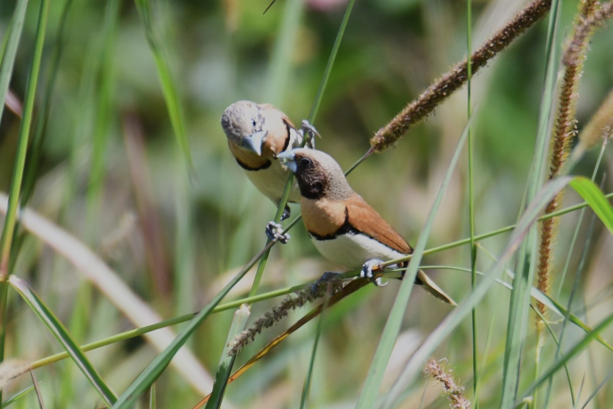 Chestnut-breasted Munia - ML623827935