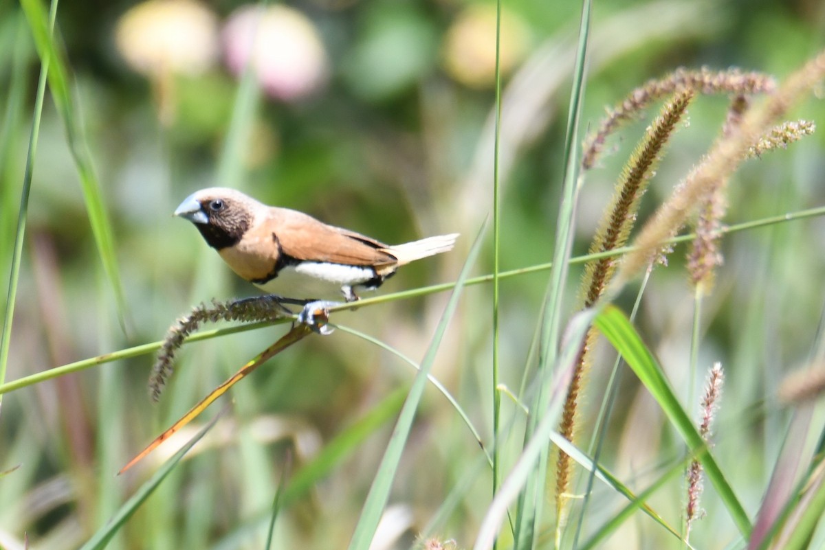 Chestnut-breasted Munia - ML623827937