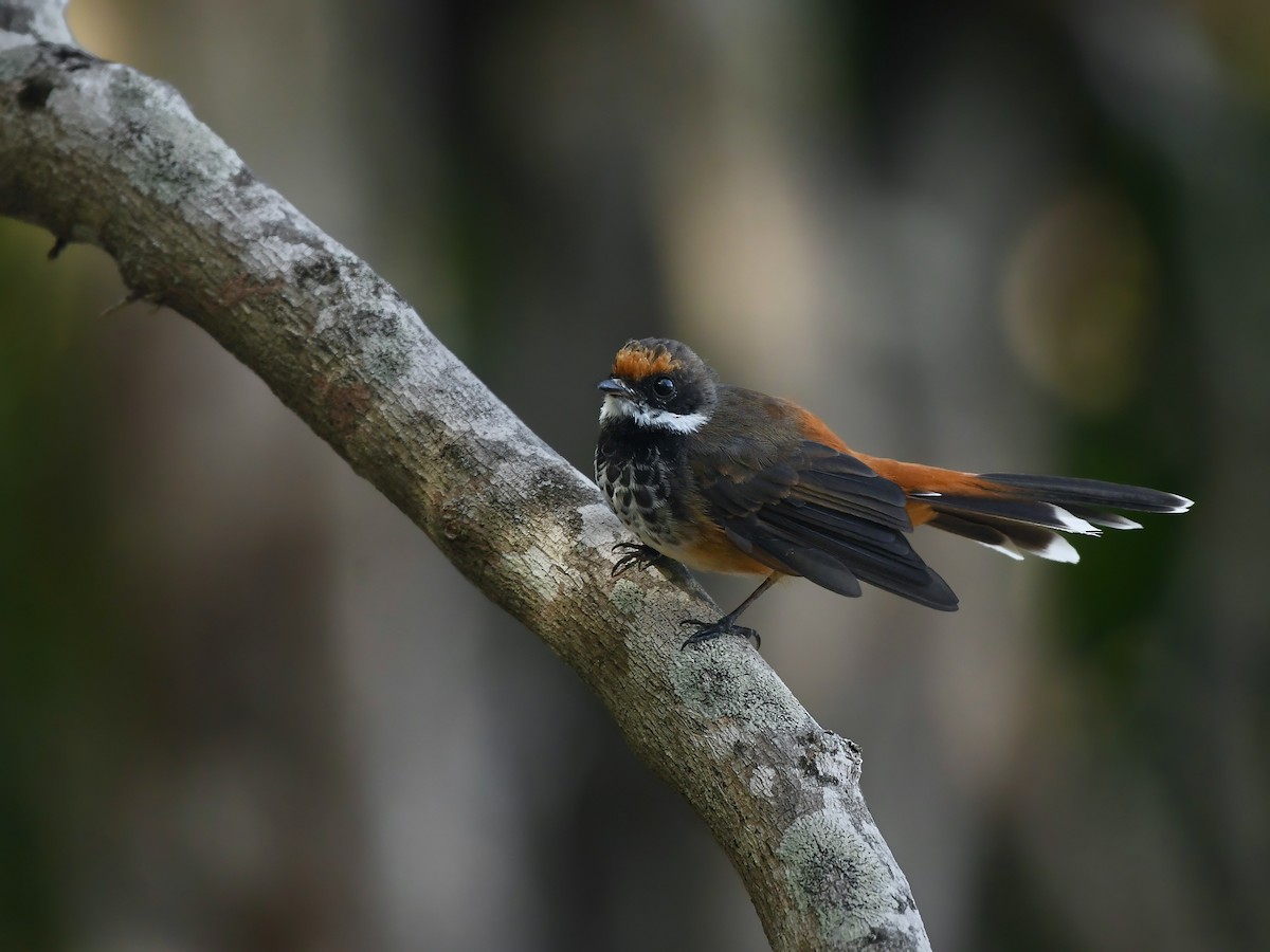 Micronesian Rufous Fantail (Marianas) - ML623827946