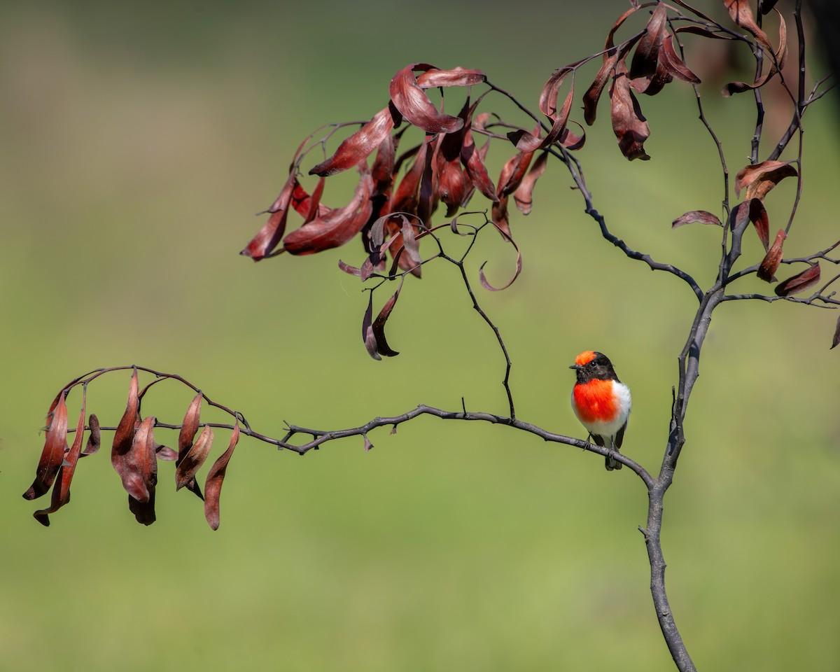 Red-capped Robin - ML623827949