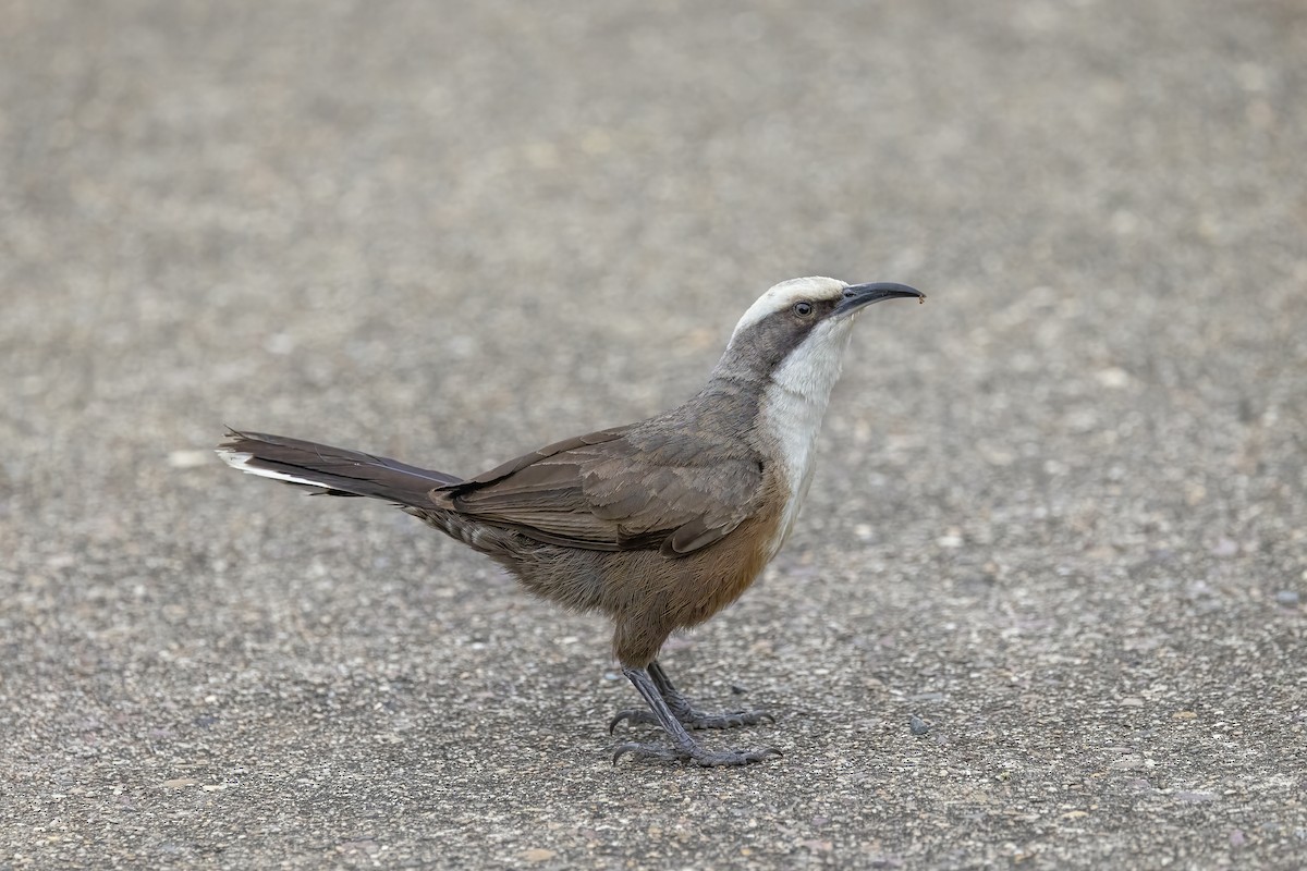 Gray-crowned Babbler - ML623827973